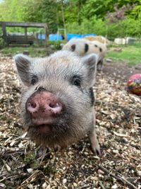 Mini Schweinchen Waldfreizit Uhlenm&uuml;hle